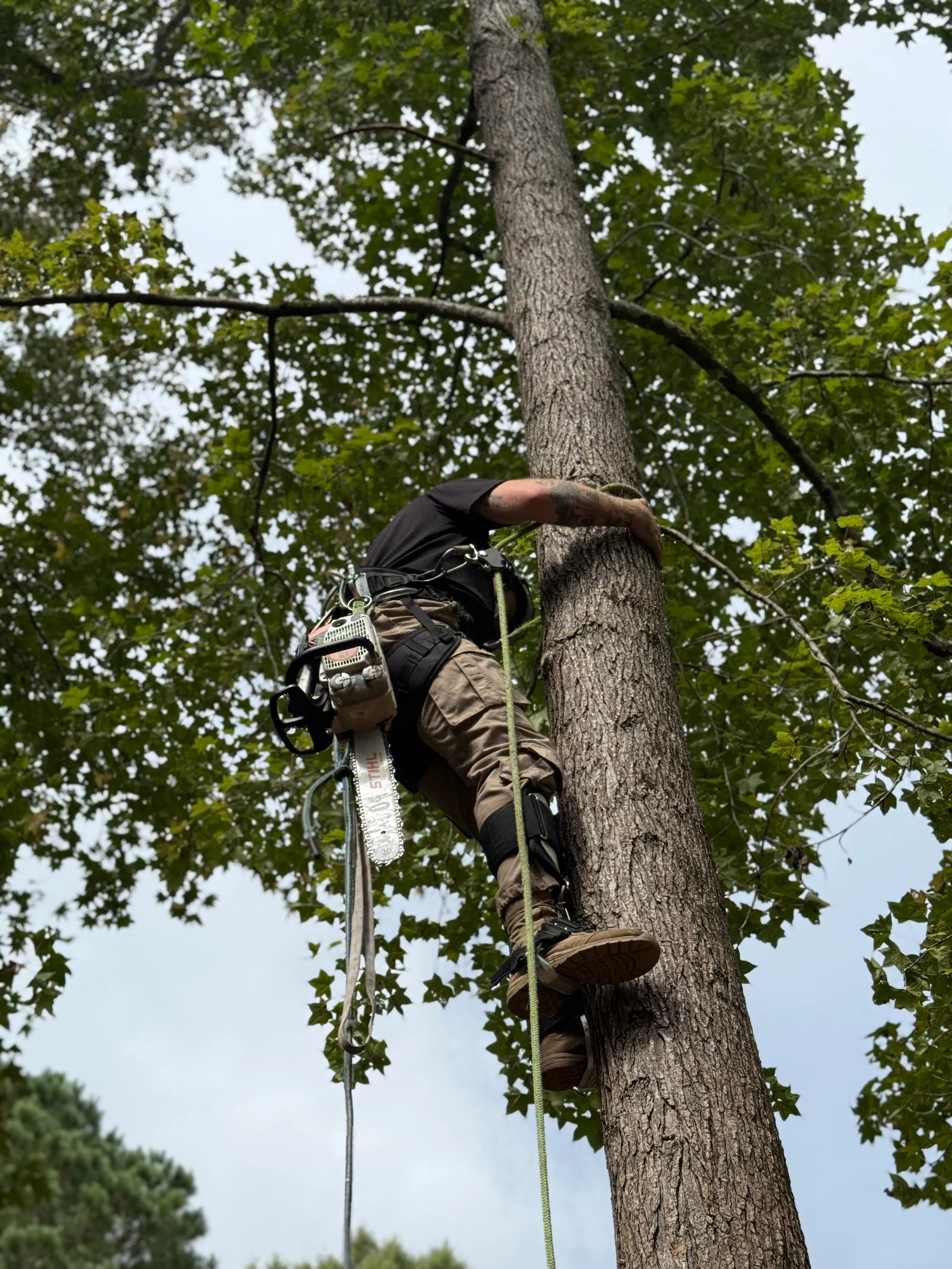 Tree climber using safety gear and chainsaw in a tree