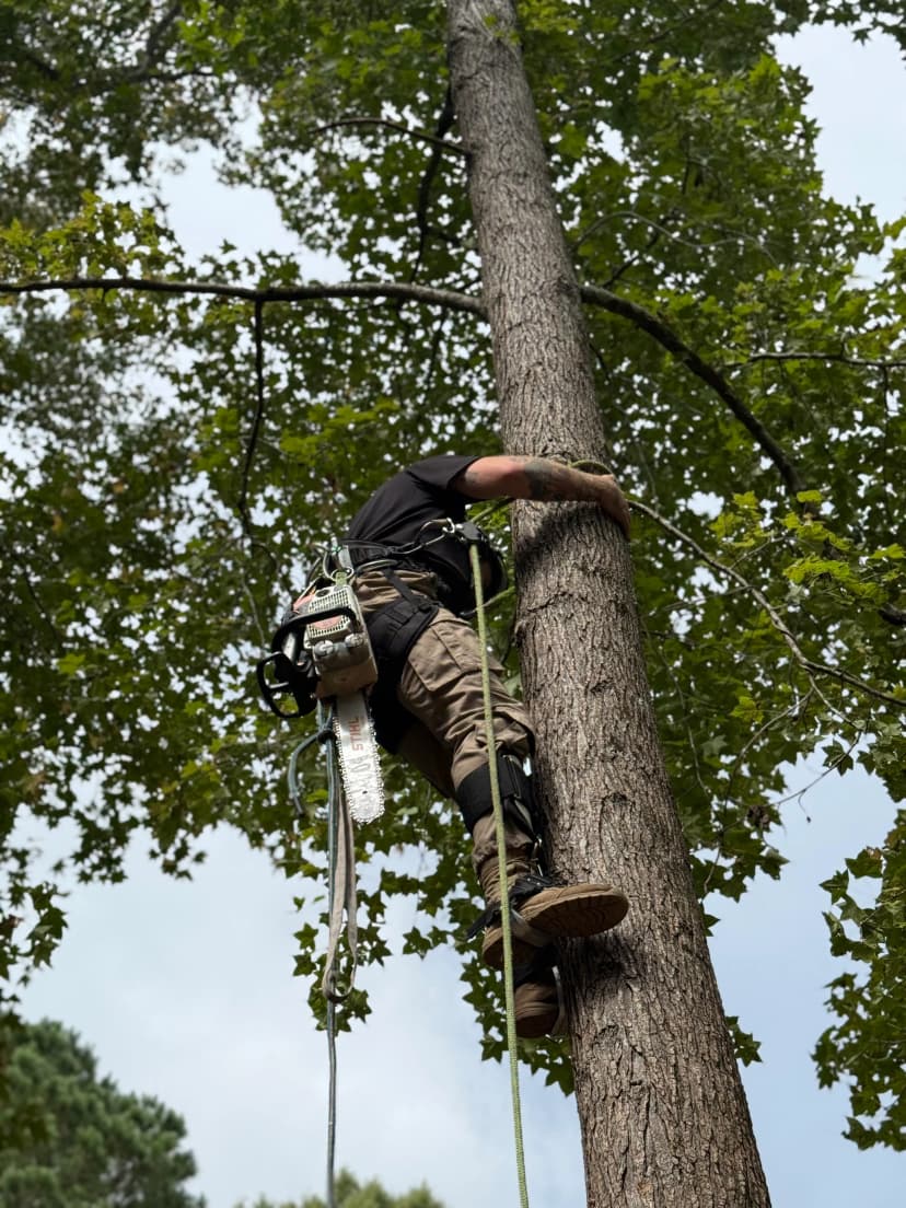 Tree climber using safety gear and chainsaw in a tree