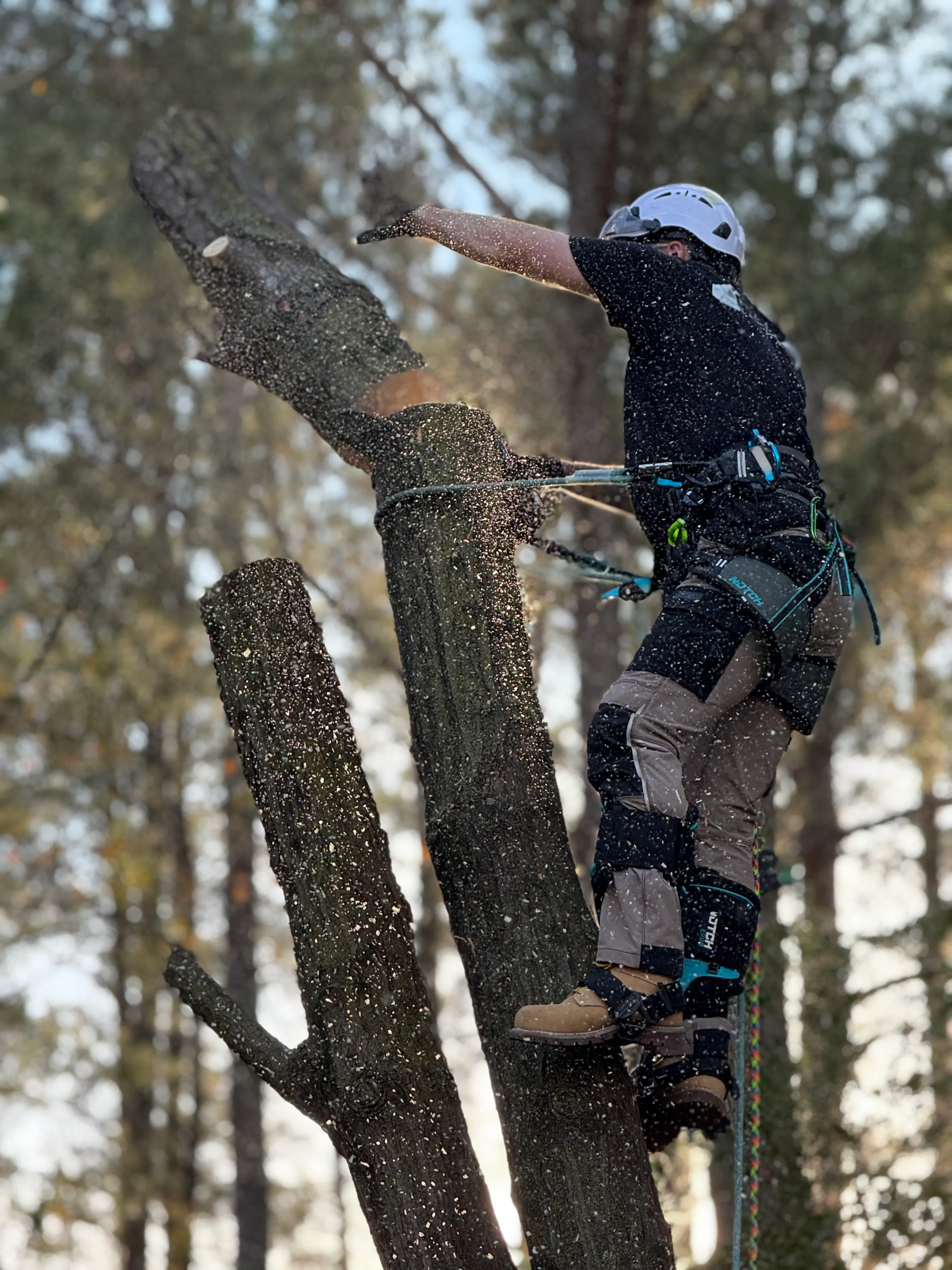 Tree climber cutting a tree branch