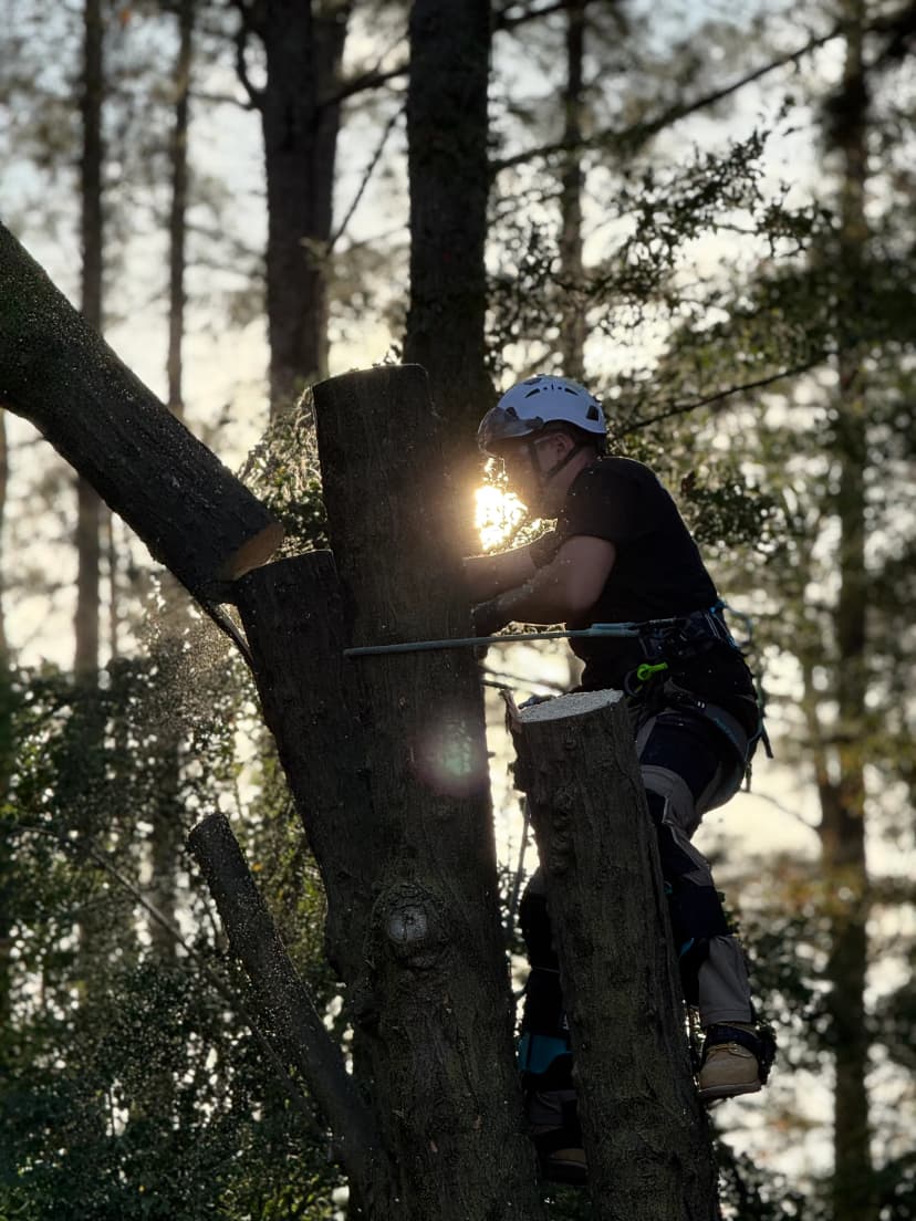 Tree service professional cutting wood during sunset.