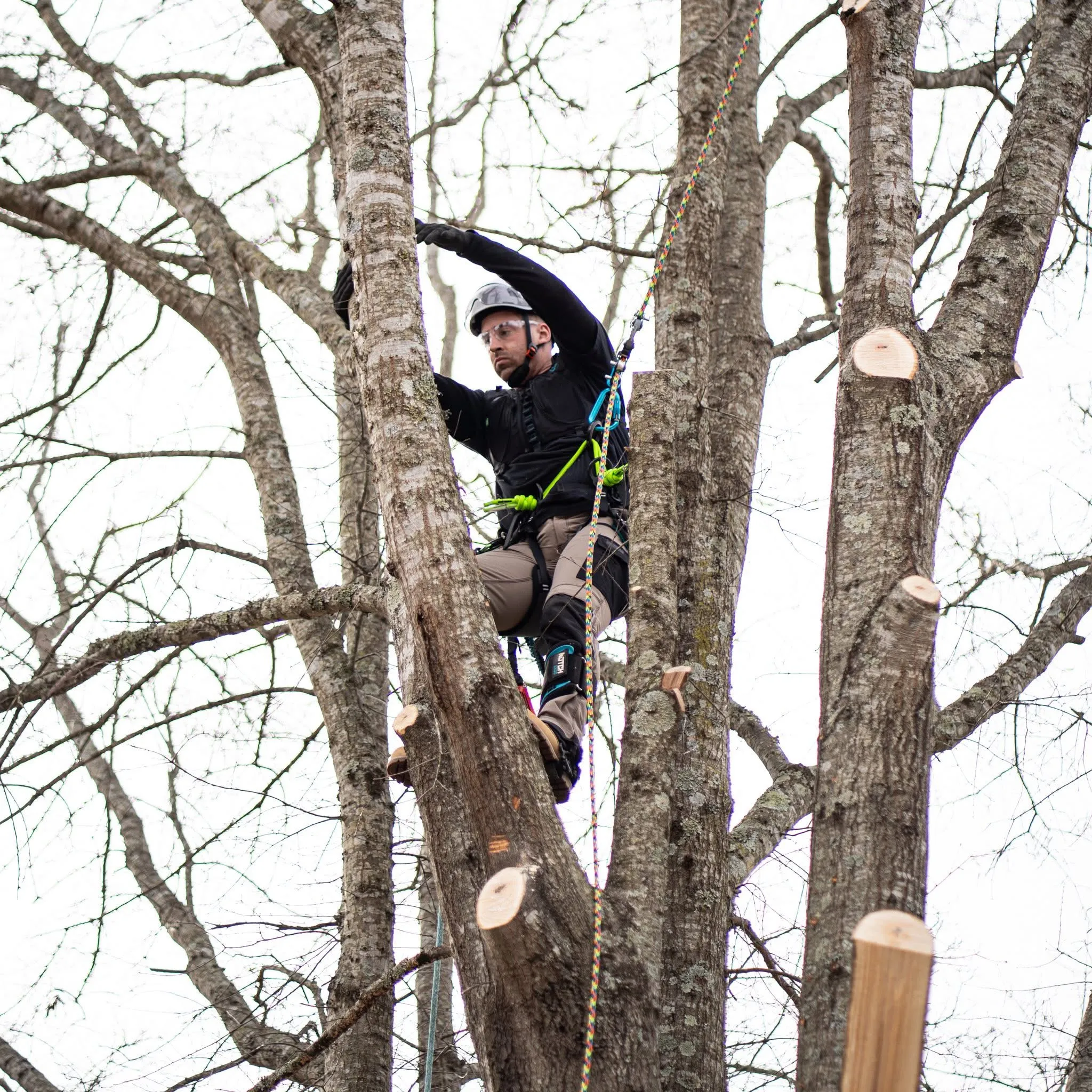 Arborist climbing a tree using safety gear