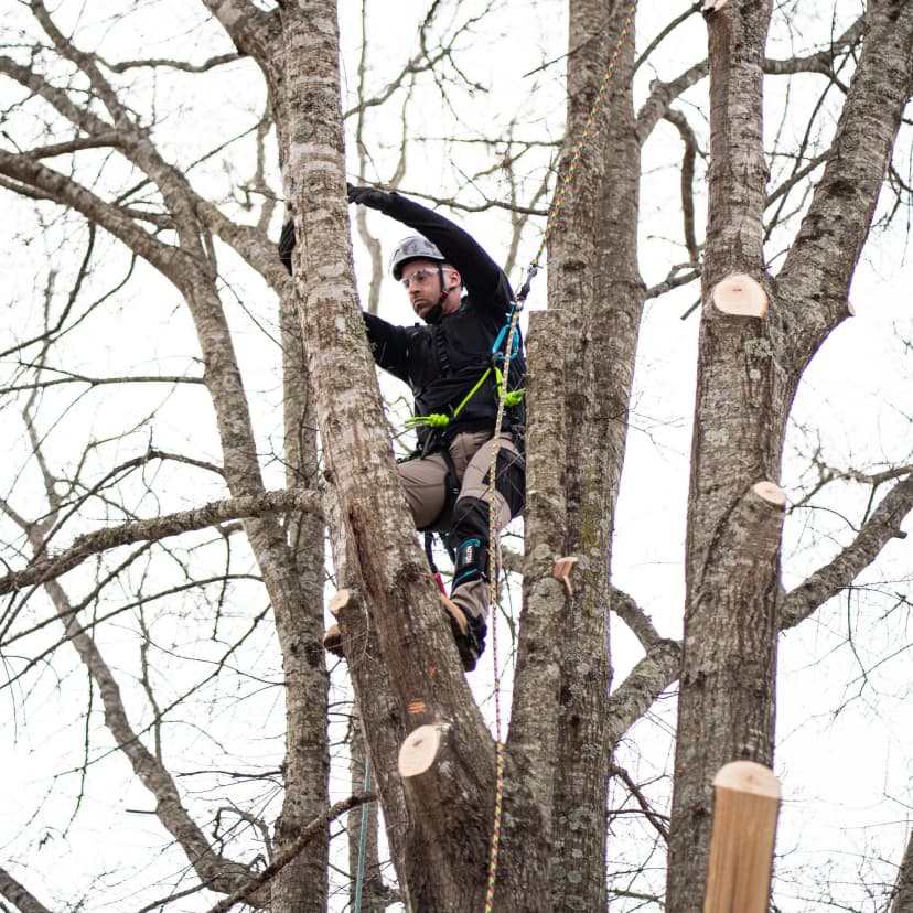 Arborist climbing a tree using safety gear
