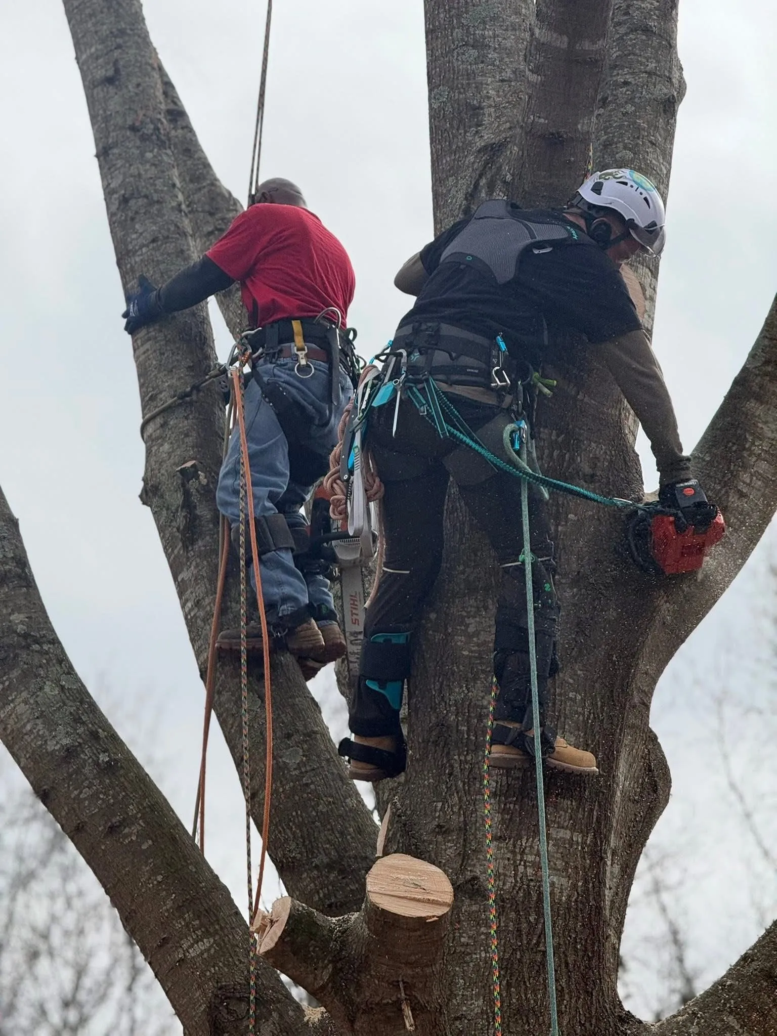 Emergency Tree Removal in Coats, NC: Best Practices and Safety Measures