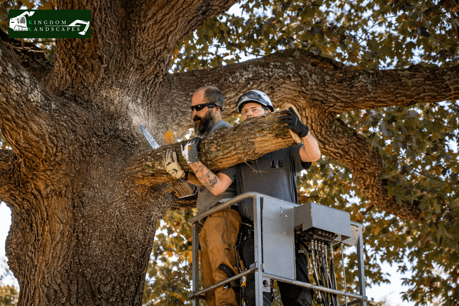 Essential Tree Trimming Tips to Boost Safety and Property Value
