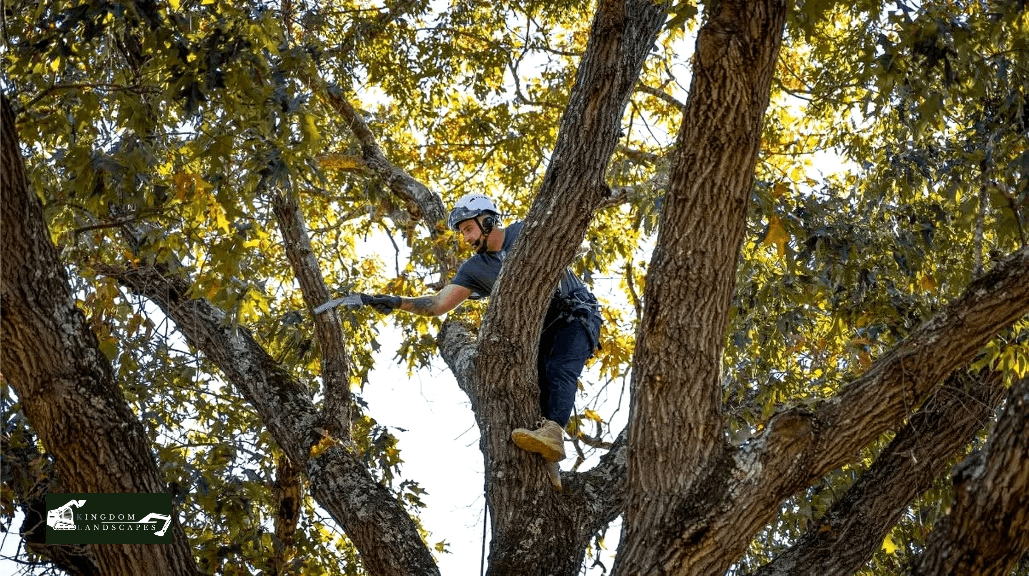 Signs It's Time to Trim Your Trees.