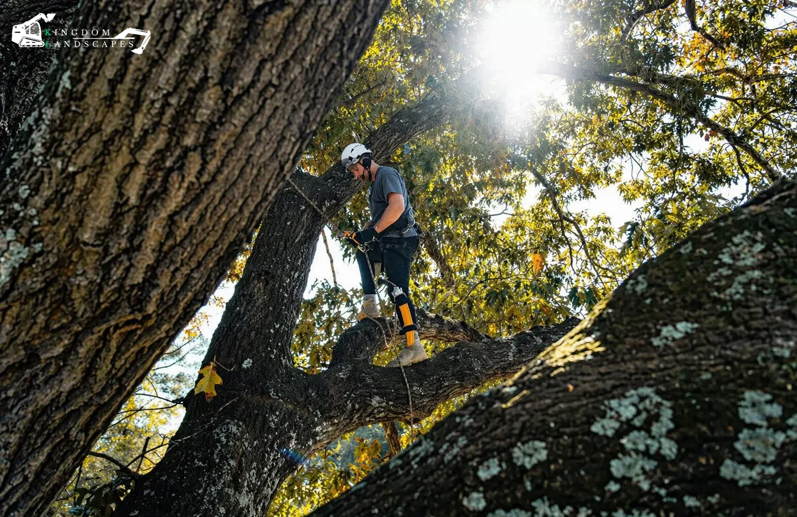 The Tools and Tips You Need for Safe Tree Care