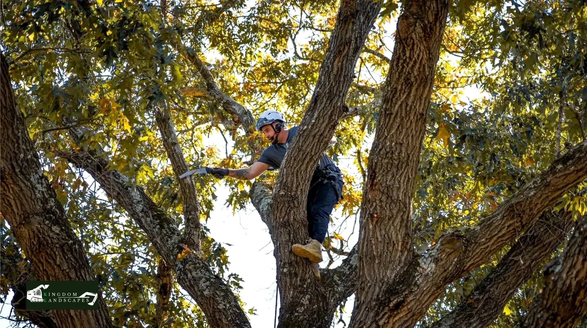 Signs It's Time to Trim Your Trees.